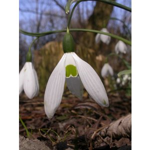 Galanthus elwesii var. monostictus