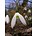 Galanthus elwesii variëteit monostictus