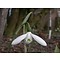 Galanthus elwesii var. monostictus