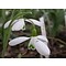 Galanthus elwesii var. monostictus