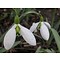 Galanthus elwesii variëteit elwesii (turks sneeuwklokje).