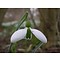 Galanthus elwesii variëteit elwesii (turks sneeuwklokje).