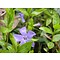 Vinca minor, kleine maagdenpalm