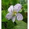 Viola sororia 'Freckles', gespikkeld viooltje