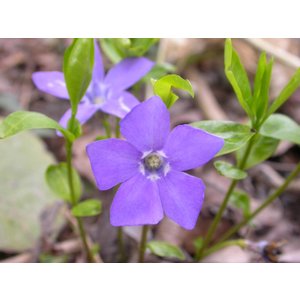 Vinca minor, kleine maagdenpalm