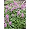 Corydalis solida, vingerhelmbloem, vogeltje op 't krukje