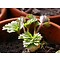 Corydalis solida, vingerhelmbloem, vogeltje op 't krukje