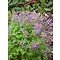 Corydalis solida, vingerhelmbloem, vogeltje op 't krukje