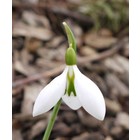 Galanthus x 'Robin Hood'