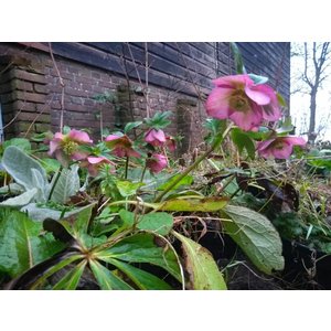 Helleborus purpurascens, nieskruid, kerstroos