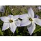 Ipheion uniflorum 'Wisley Blue', voorjaarster, oude wijfjes