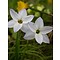 Ipheion uniflorum 'Wisley Blue', voorjaarster, oude wijfjes