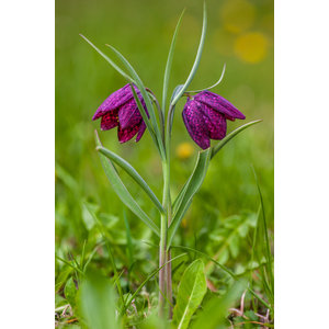 Fritillaria meleagris, kievitsbloem