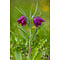 Fritillaria meleagris, kievitsbloem