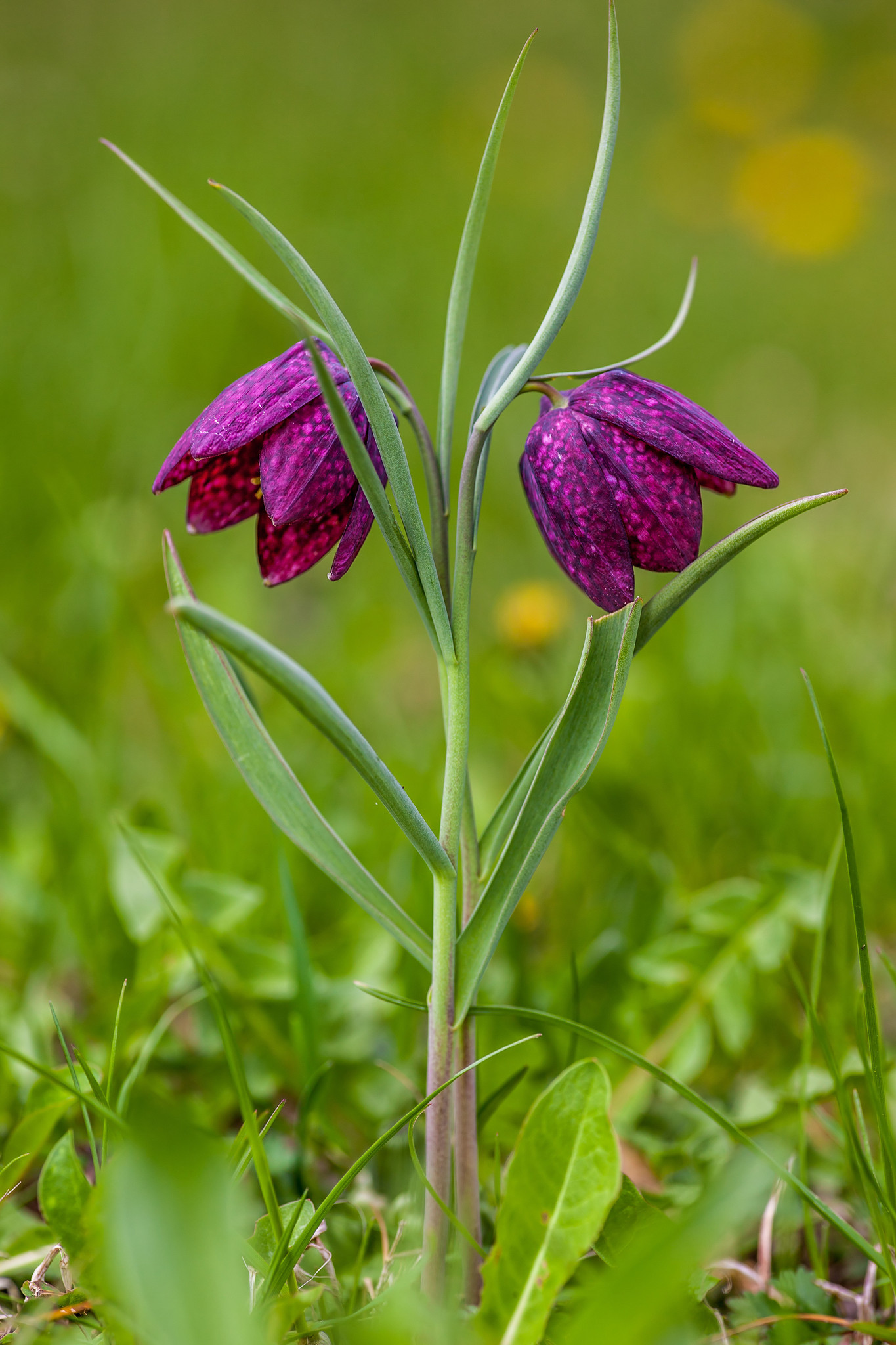 kievitsbloem-fritillaria-meleagris-postplanten