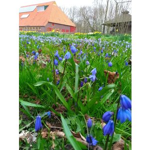 Scilla siberica, oosterse sterhyacint