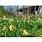 Leucojum aestivum 'Gravetye Giant' , zomerklokje