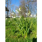 Zomerklokje, Leucojum aestivum 'Gravetye Giant'