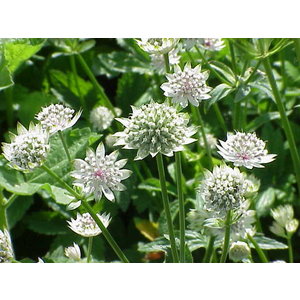 Astrantia major, groot sterrenscherm, zeeuws knoopje