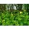 Doronicum pardaliansches, hartbladige zonnebloem