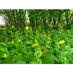 Doronicum pardaliansches, hartbladige zonnebloem