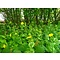 Doronicum pardaliansches, hartbladige zonnebloem