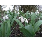 Galanthus elwesii 'Marjorie Brown'