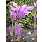 Herfsttijloos, Colchicum autumnale