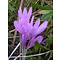 Herfsttijloos, Colchicum autumnale