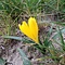 Sternbergia lutea, herfstnarcis (krokus)