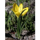 Herfstnarcis, Sternbergia lutea