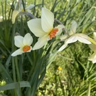 Narcissus Firetail