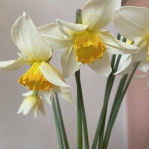 Narcissus Mysterie