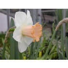 Narcissus Salome