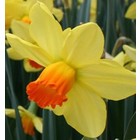 Narcissus Fortune