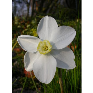 Narcissus Polar Ice