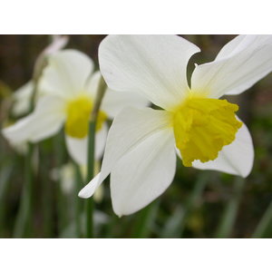 Narcissus White Lady