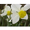 Narcissus White Lady