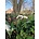 Galanthus elwesii monostictus eigen selectie HVEM001