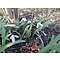 HVEM002 eigen selectie Galanthus elwesii monostictus