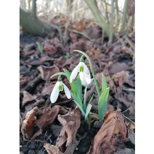 HVEM003 eigen selectie Galanthus elwesii monostictus