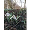 HVEM004 eigen selectie Galanthus elwesii monostictus