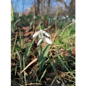 HVEM011 eigen selectie Galanthus elwesii monostictus