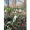 HVEM012 eigen selectie Galanthus elwesii monostictus