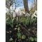 HVEM013 eigen selectie Galanthus elwesii monostictus