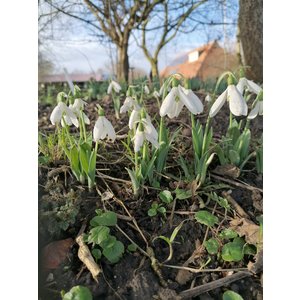 HVEM013 eigen selectie Galanthus elwesii monostictus