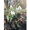 HVEE004 eigen selectie Galanthus elwesii elwesii