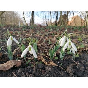HVEE003 eigen selectie Galanthus elwesii elwesii