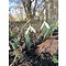 HVEE003 eigen selectie Galanthus elwesii elwesii