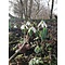 HVEE003 eigen selectie Galanthus elwesii elwesii